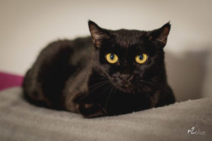 Foto de un gato negro. Foto del Curso de Fotografía de mascotas de r2clic.com